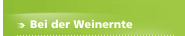 Bei der Weinernte